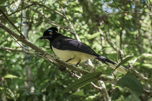 珍しい鳥がいました