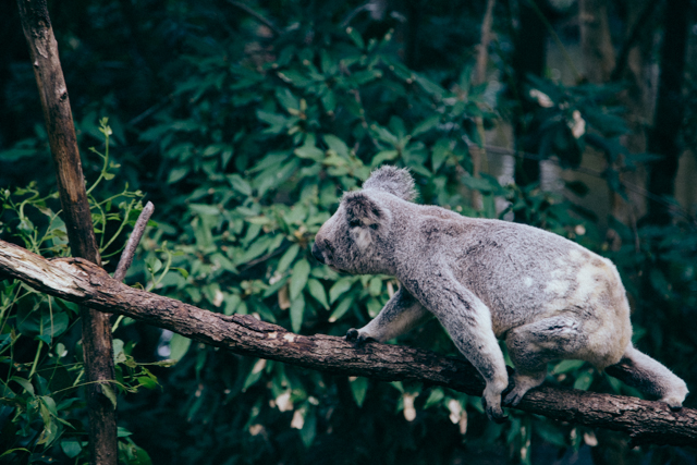 Currumbin Wildlife Sanctuaryのコアラ