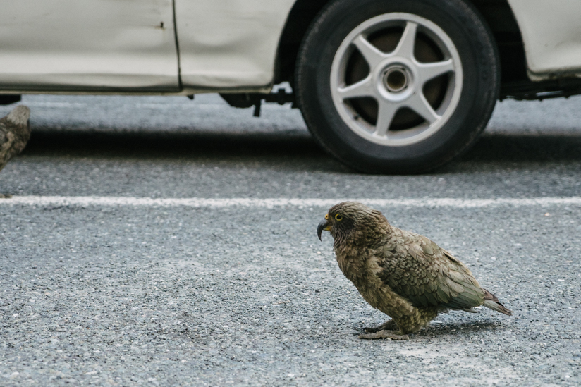 人間からの餌を狙う鳥